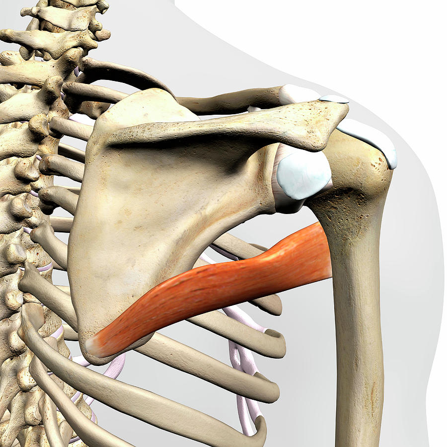 <p>origin of Teres major</p>