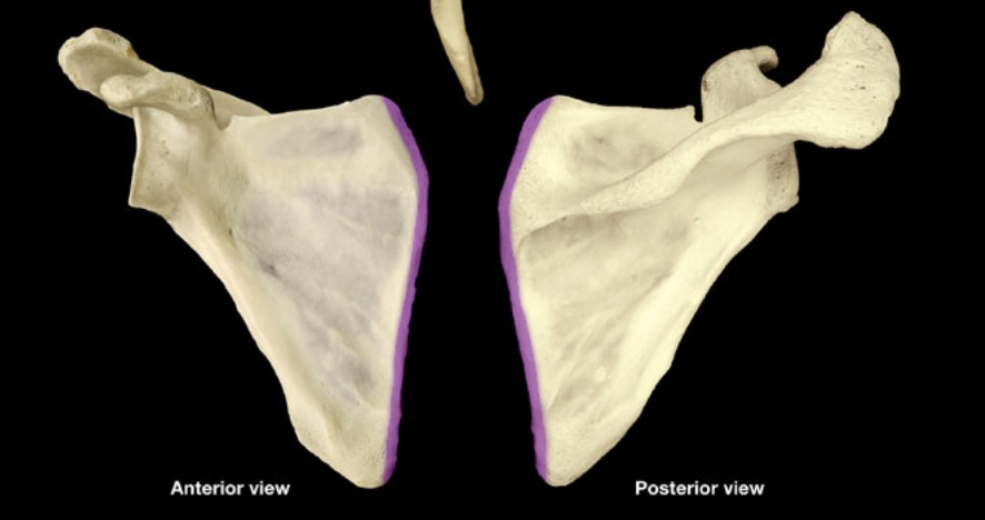 <p>opposite side of glenoid cavity</p>