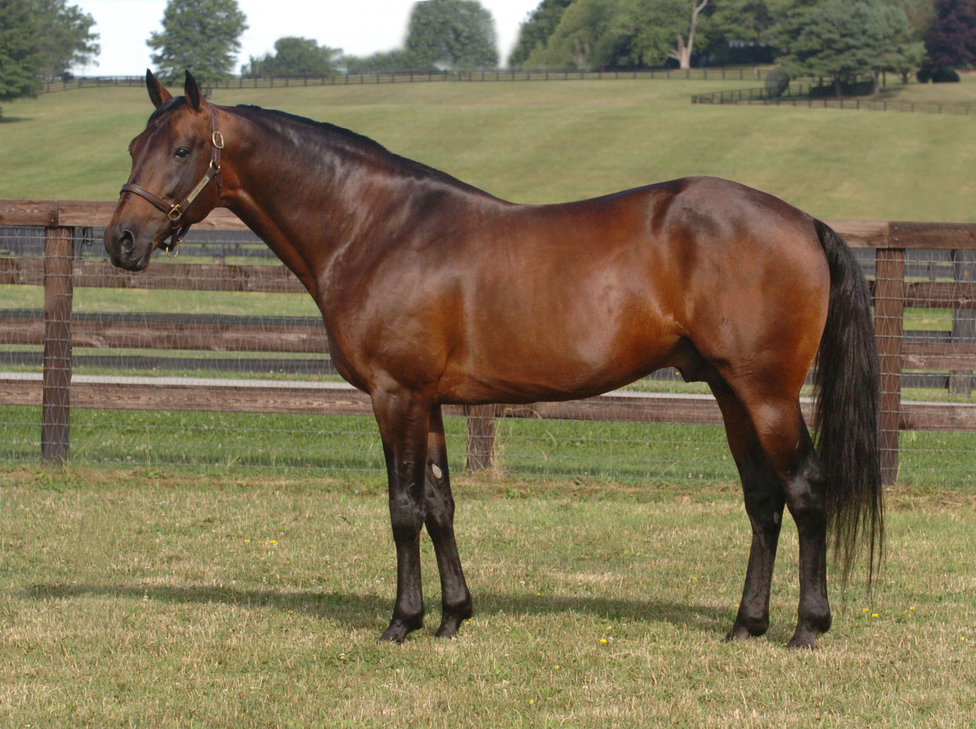 <p><strong>American Standardbred Horse (Trotter or Pacer)</strong></p>