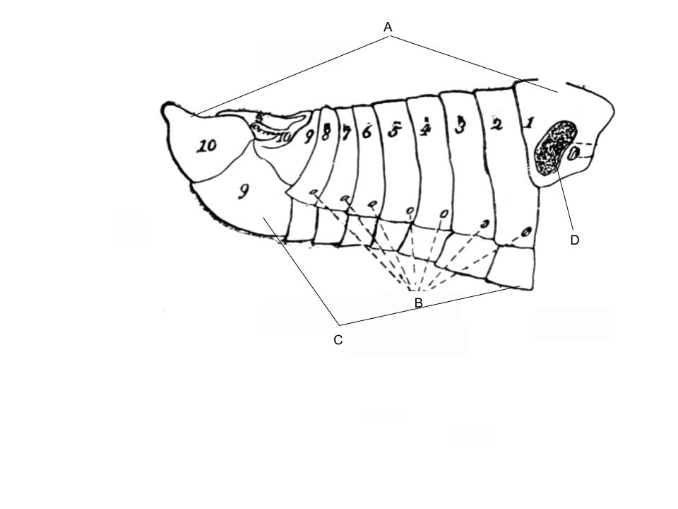 <p>What part of the body is D?</p>