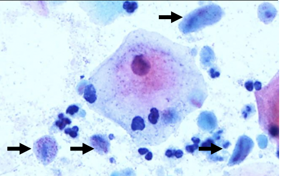 <p>1) Diagnostic</p><p>2) Associé à quel autre organisme</p>