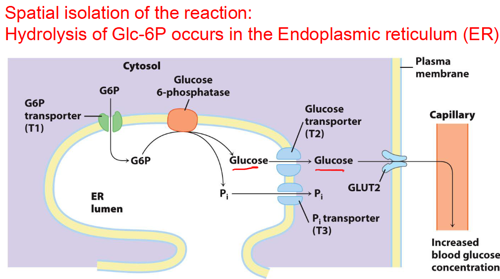 <p>How is Glucose release into the blood stream by G6P phosphatase regulated?</p>