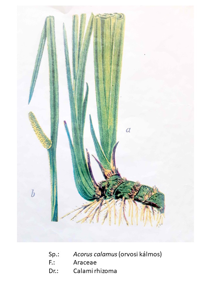 <p>orvosi kálmos</p>