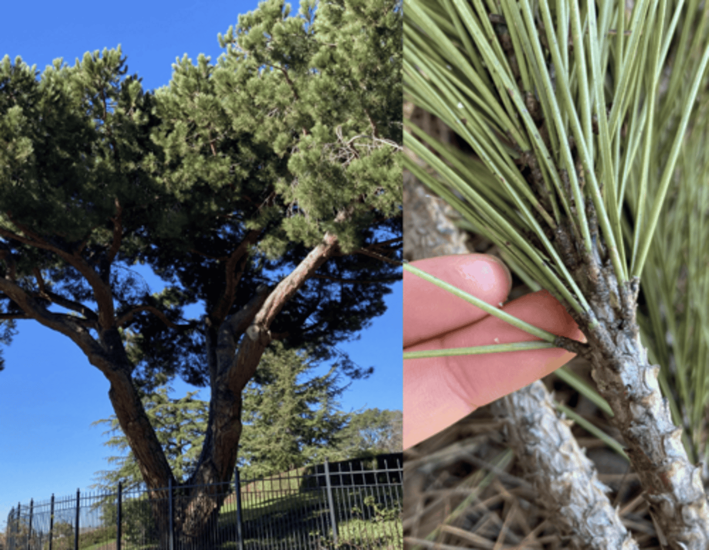 <p>Italian Stone Pine</p>