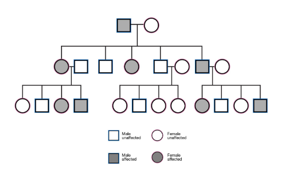 <ul><li><p>Equal distribution between genders</p></li><li><p>vertial pedigree (one parent must have the condition)</p></li><li><p>multiple generations affected</p></li><li><p>Each affected person (normally) has one affected parent</p><ul><li><p>if not, due to something like reduced penetrance</p></li></ul></li></ul><p></p>