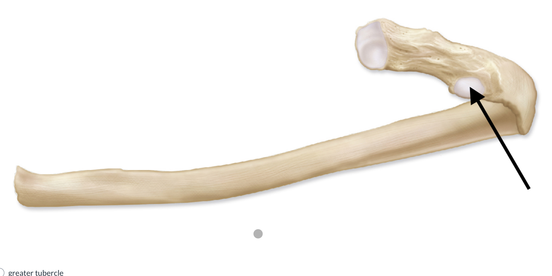 <p>What is this bone </p>