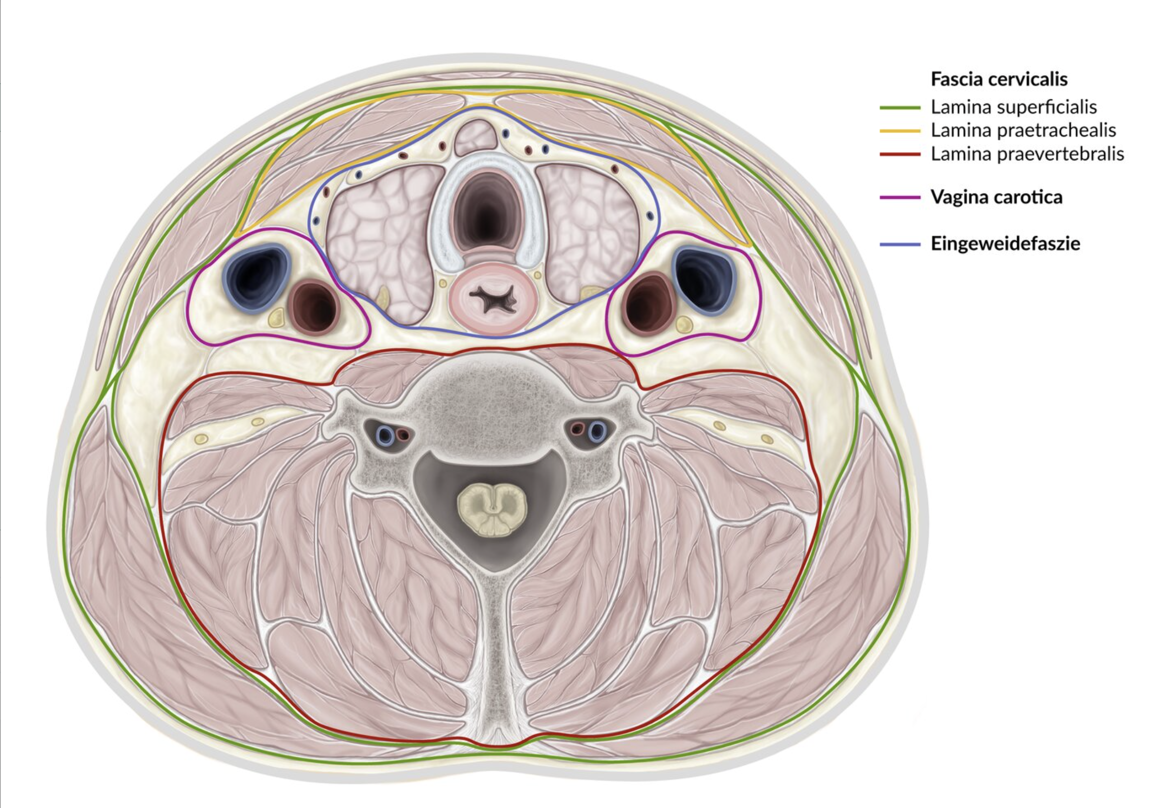 <p>A. Omohyoid muscle (M. omohyoideus)</p>