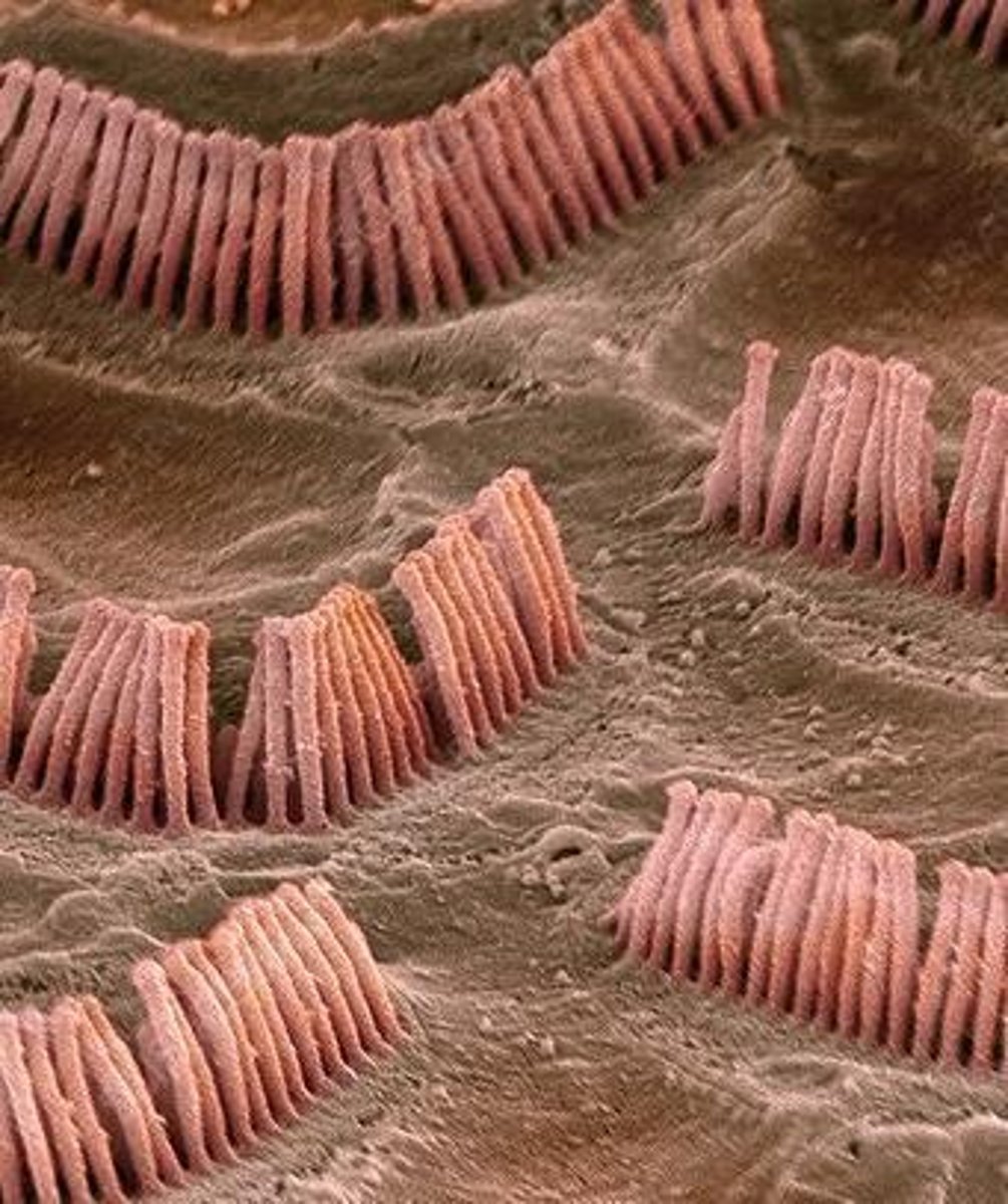 <p>Special sensory receptors of the inner ear that act as mechanoreceptors.</p>