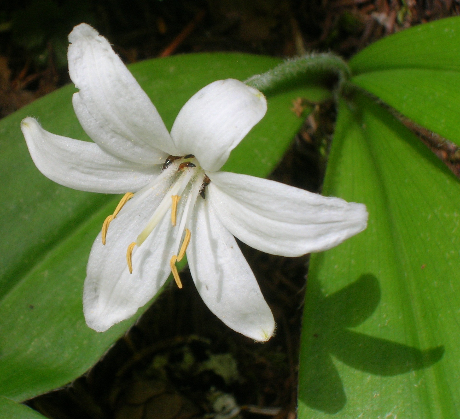 <p>What are the identifying features of the Liliaceae family?</p>