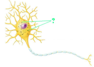 <p><span>Identify the indicated part of a neuron.</span></p>