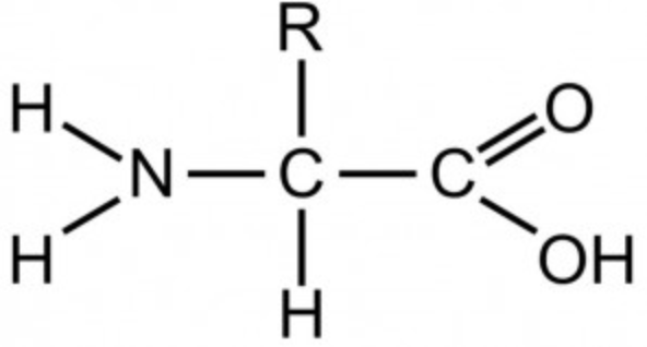 <p>what macromolecule does this structure represent?</p>