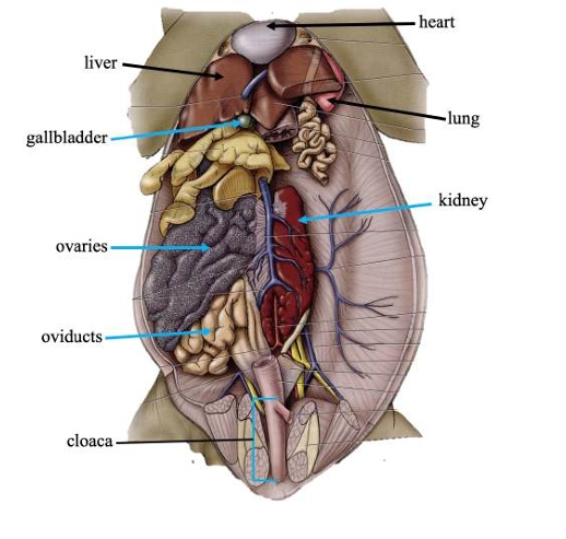 <p>Pumps blood throughout the body via blood vessels.</p>