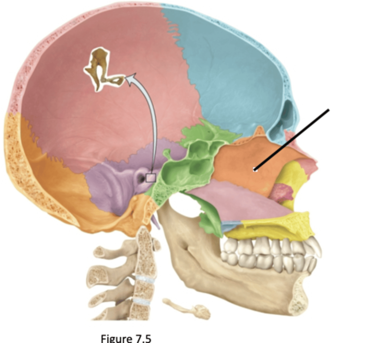 knowt flashcard image