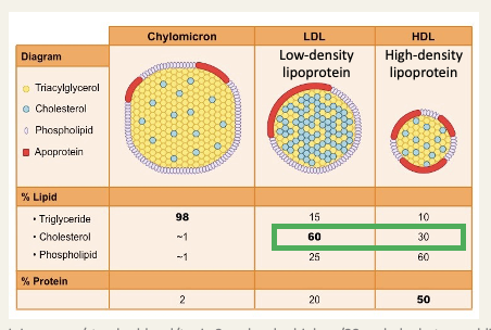 <ul><li><p> because of their limited solubility in water, lipids are transported by the circulation as micelle-like particles</p></li><li><p>Core - triglycerides and cholesteryl esters</p></li><li><p>Coating - protein, phospholipid and cholesterol</p></li></ul><p></p>