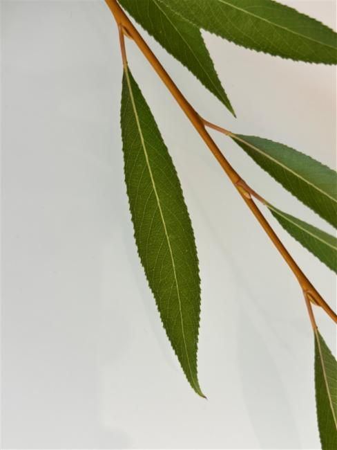 <p>leafy stipules paired where leaf meets stem, much more serrations in leaf margin</p>