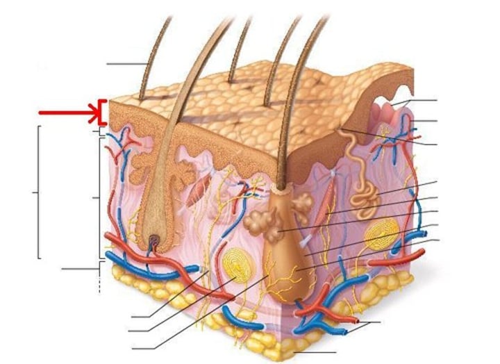 <p>outer layer of skin</p>