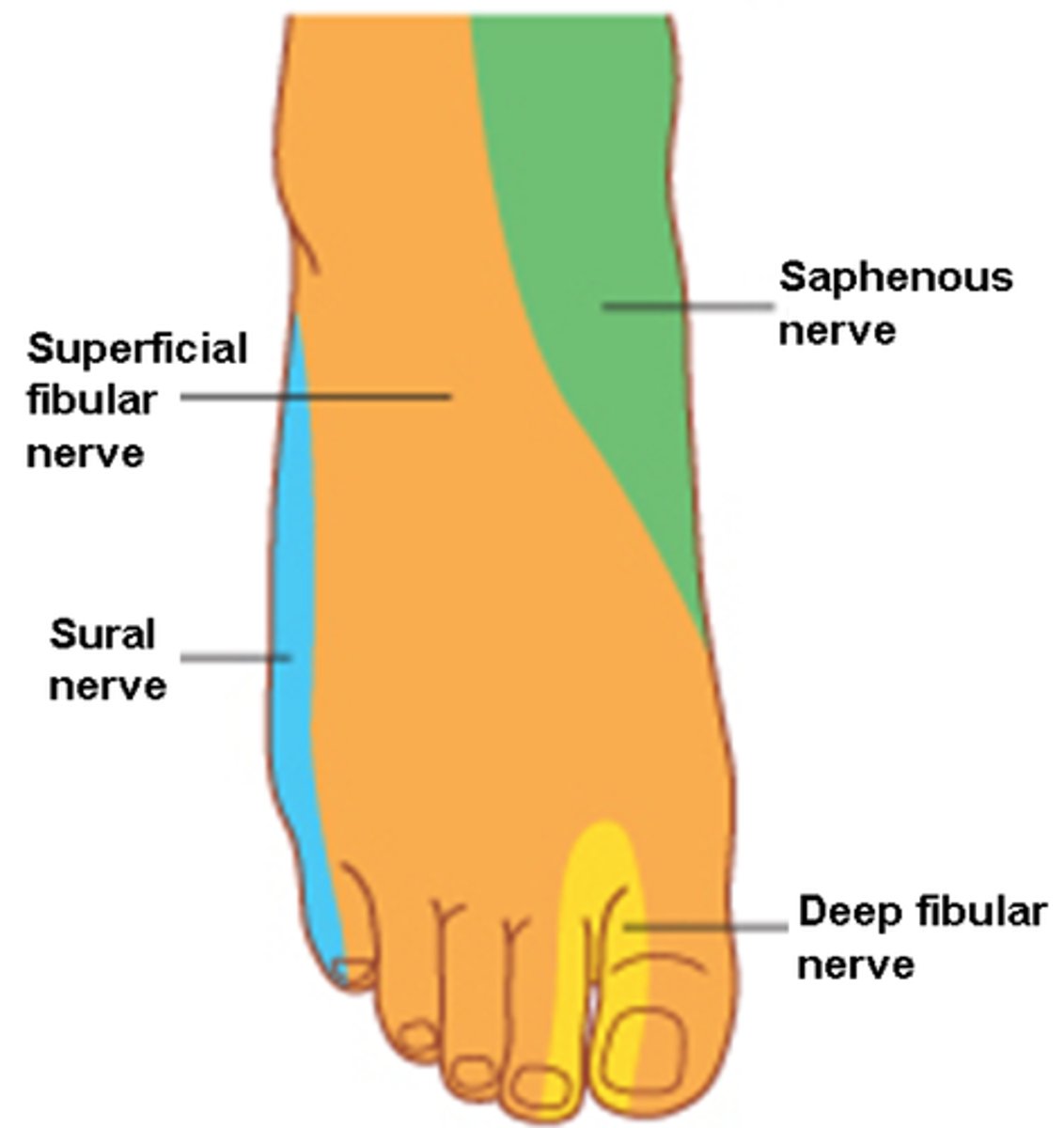 <p>- Motor to tibialis anterior, extensor digitorum longus and extensor hallucis longus.</p><p>- Sensory from skin of between first two toes.</p><p>- Most noticeable weakness with damage: dorsiflexion and inversion of the foot; extension of the toes.</p>