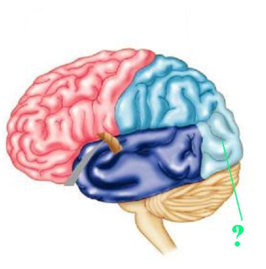 <p><span><span>Identify the indicated lobe of the brain.</span></span></p>