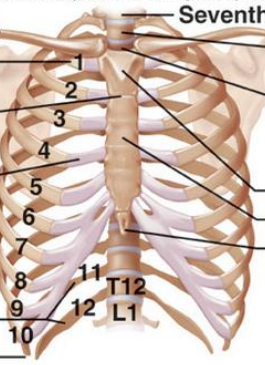 <p>What is the difference between true ribs, false ribs, and floating ribs?</p>