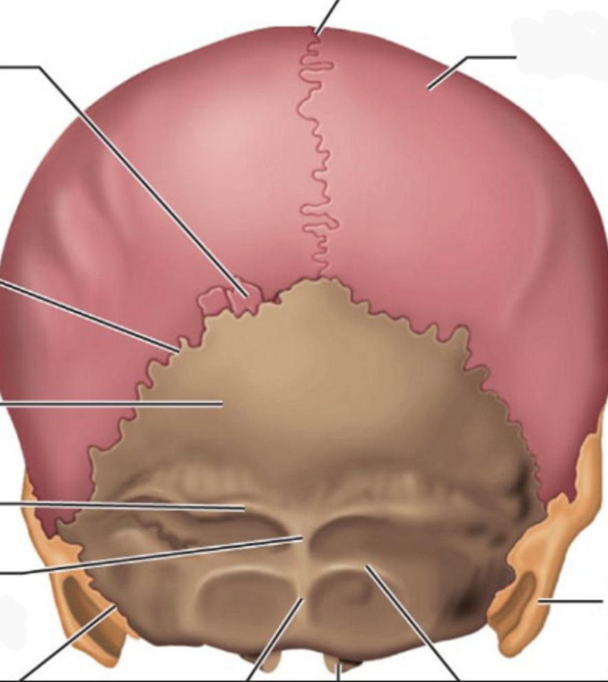 <p>Where in the picture is the occipital condyle?</p>