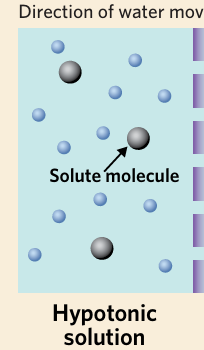 <p>describes a solution with a lower solute concentration when compared to another solution </p>