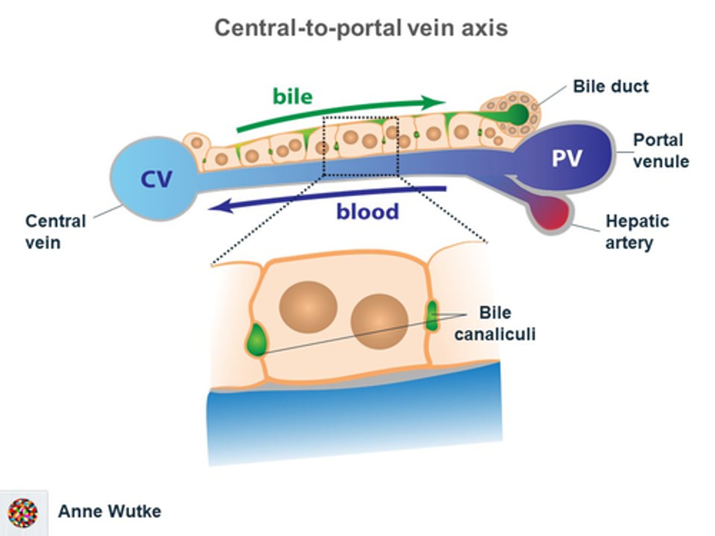 <p>ducts between hepatocytes (expanded intercellular spaces between adjacent hepatocytes) that collect and transport bile towards the bile ducts, AGAINTS THE DIRECTION OF BLOOD FLOW.</p><p>Bile flows toward the periphery of the classic liver lobule (opp direction of blood flow) and is transported by left and right hepatic ducts.</p>