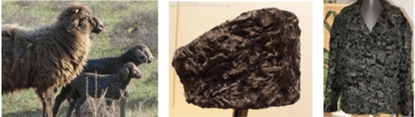 <p>raza Karakul</p>