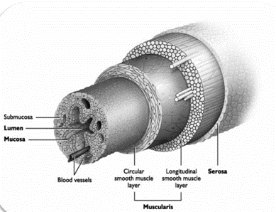 <p>The outermost protective layer that covers the tube system</p>