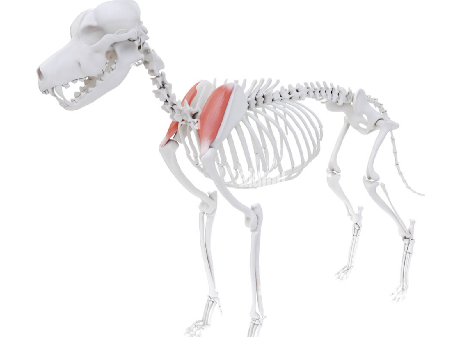 <p>Supraspinatus Muscle</p>
