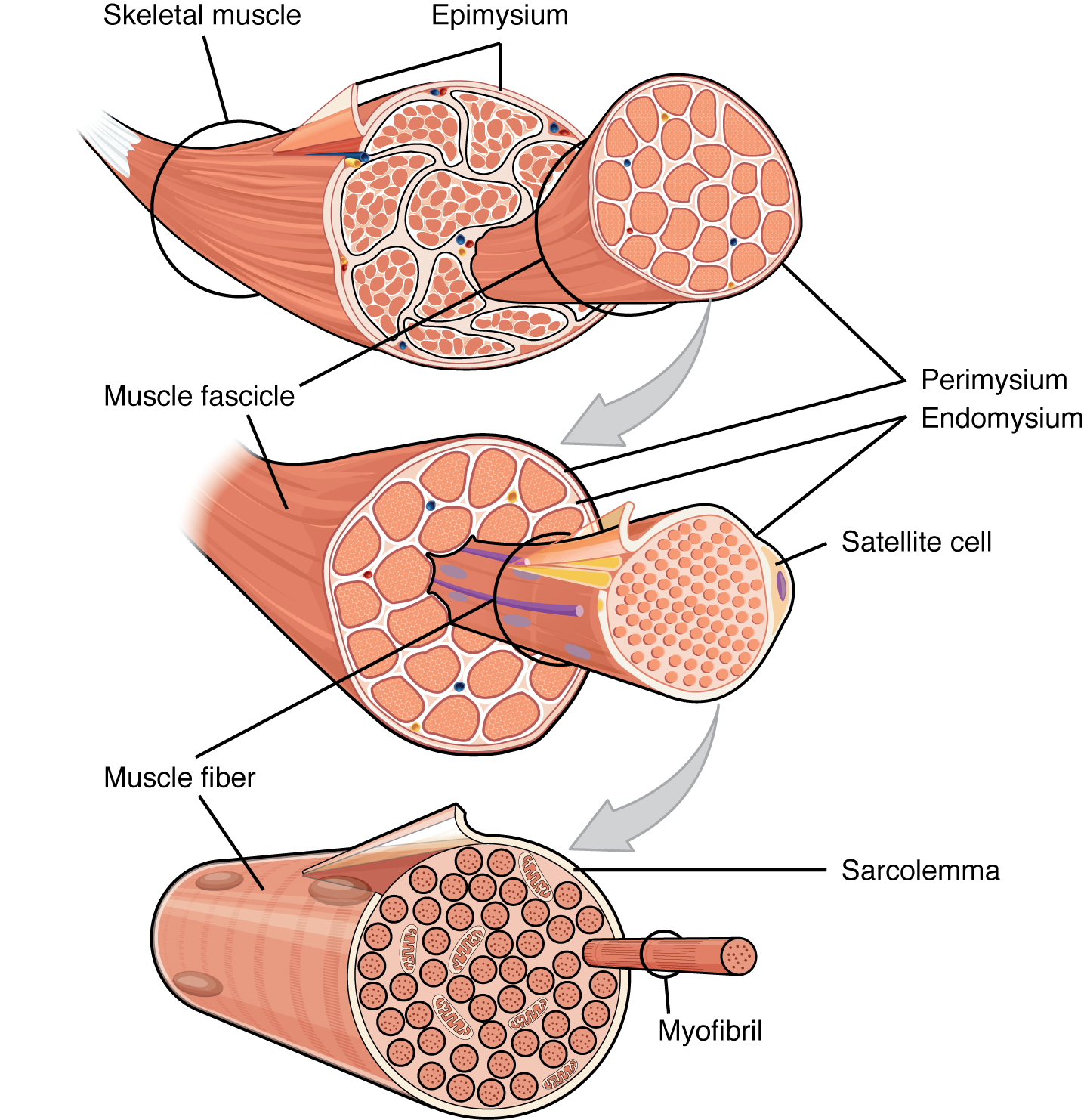 <p>What are the different types of connective tissues in skeletal muscles and what they do?</p>