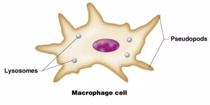 <p>microphage cell</p>