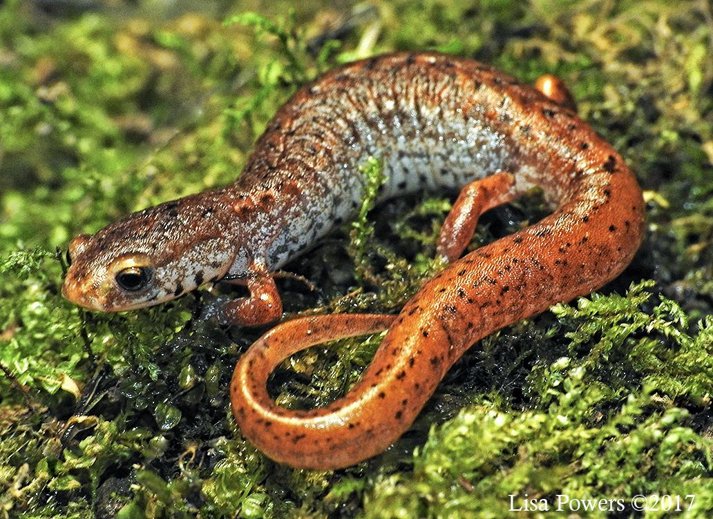 <p>Caudata : Plethodontidae : Hemidactylinae</p>