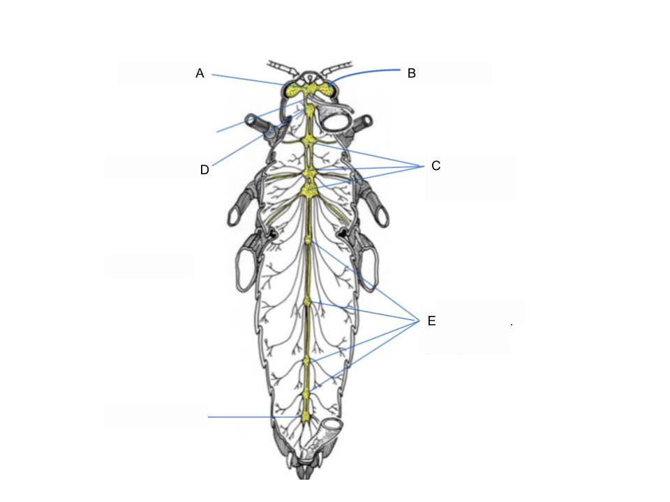 <p>What part of the body is C?</p>