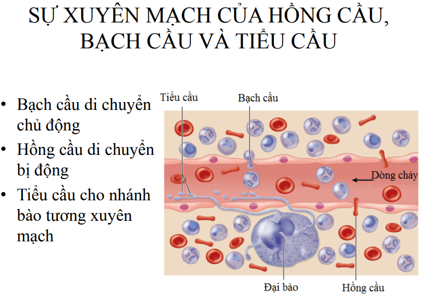 <p>Bạch cầu→đi chủ động vào mạch máu</p><p>Hồng cầu di chuyển bị động</p><p>Tiểu cầu là một phần bào tương không chứa nhân(vẫn có bào quan khác) của đại bào</p>