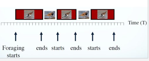 <p>temporal pattern of behavior categories<br>• A →B → C<br>• Interactive with other behavior (i.e., # courtship attempts<br>until copulation)<br>• Forage, forage, forage, nap</p>