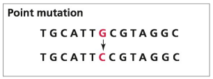<p>one different codon</p>
