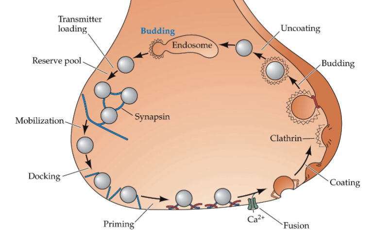 <ol><li><p>AP propagation to axon terminal</p></li><li><p>Activation of voltage-gated Ca2+ channels</p></li><li><p>Ca2+ activates Ca2+-calmodulin- dependent protein kinase II</p></li><li><p>Primes vesicles for mobilisation → docking to release sites on presynaptic membrane → membrane fusion</p></li><li><p>Exocytosis</p></li></ol><p></p>