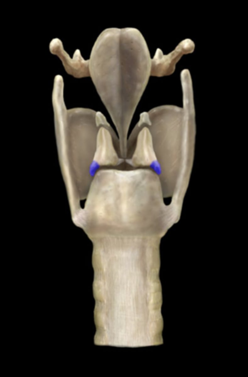 <p>Attaches to posterior and lateral cricoarytenoid muscles</p>