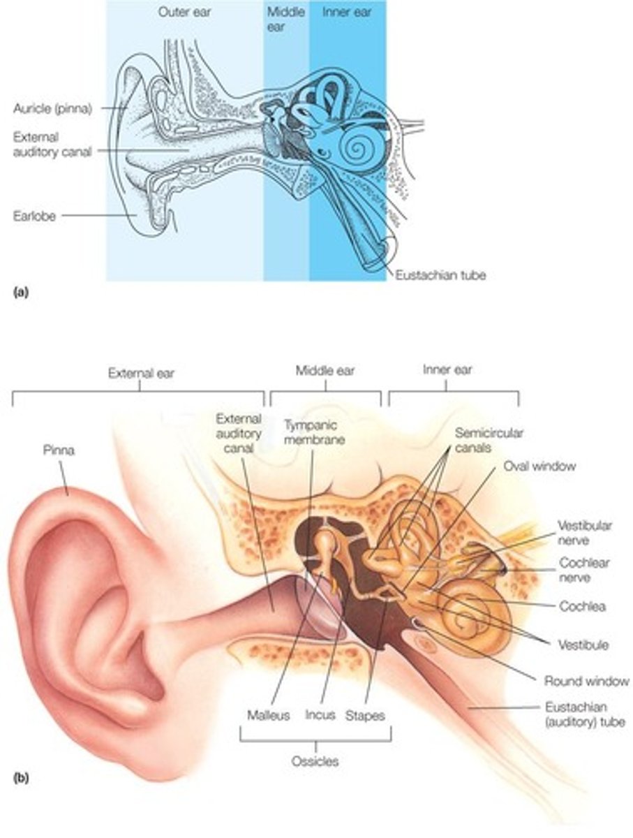 <p>Cerumen (earwax) is produced by glands in the ear canal to protect and clean the ear.</p>