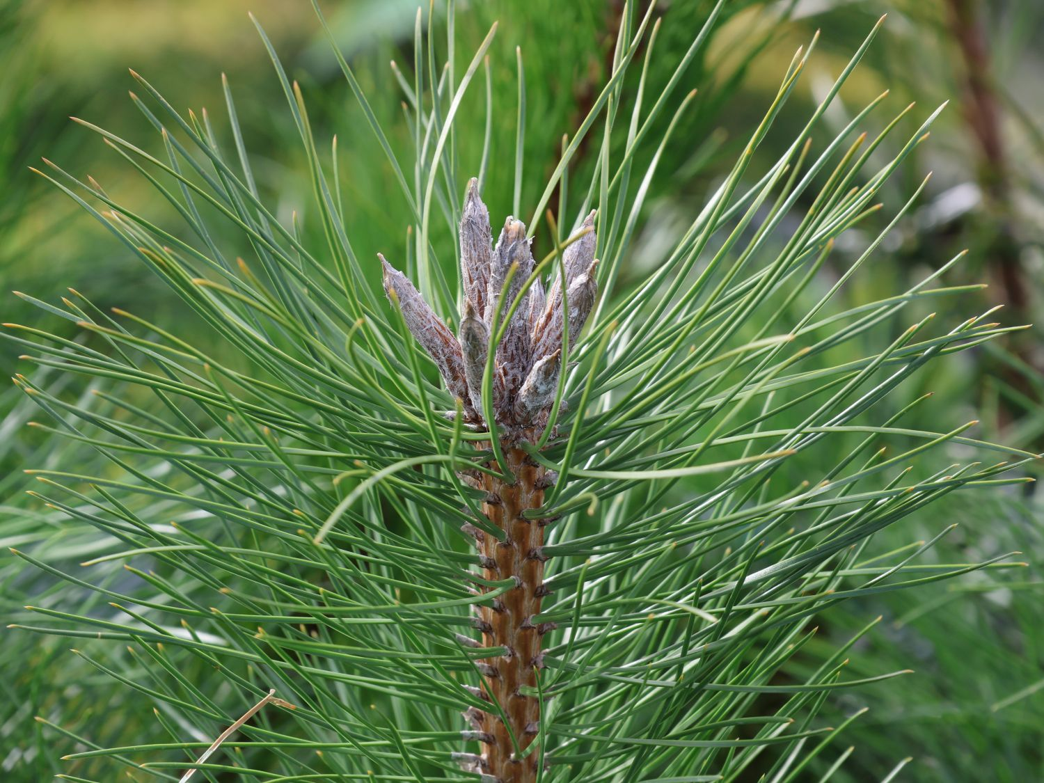 <p>naalden per 2, 8-15 cm lang</p>