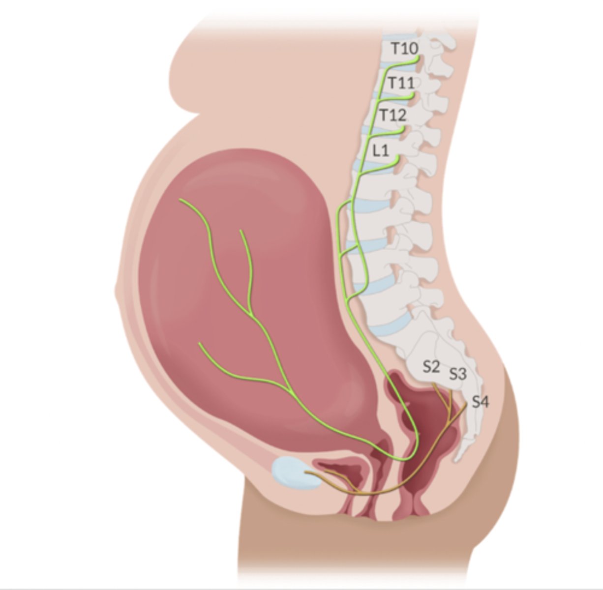 <p>First stage: </p><p>-Pain begins in the lower uterine segment + cervix</p><p>-T10-L1 posterior n roots</p><p>Second stage:</p><p>-Adds pain impulses from vagina, perineum, + pelvic floor</p><p>-S2-S4 posterior n roots</p>
