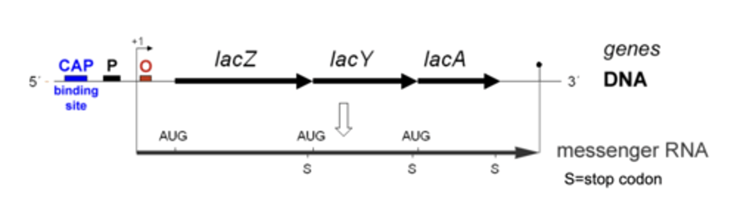 <p>Three structural genes are transcribed into a single mRNA:</p><p>- __________ encodes ___________, transports lactose into the cell</p><p>- _________ encodes _______________, breaks down lactose.</p><p>- lacA encodes transacetylase, poorly understood function</p>