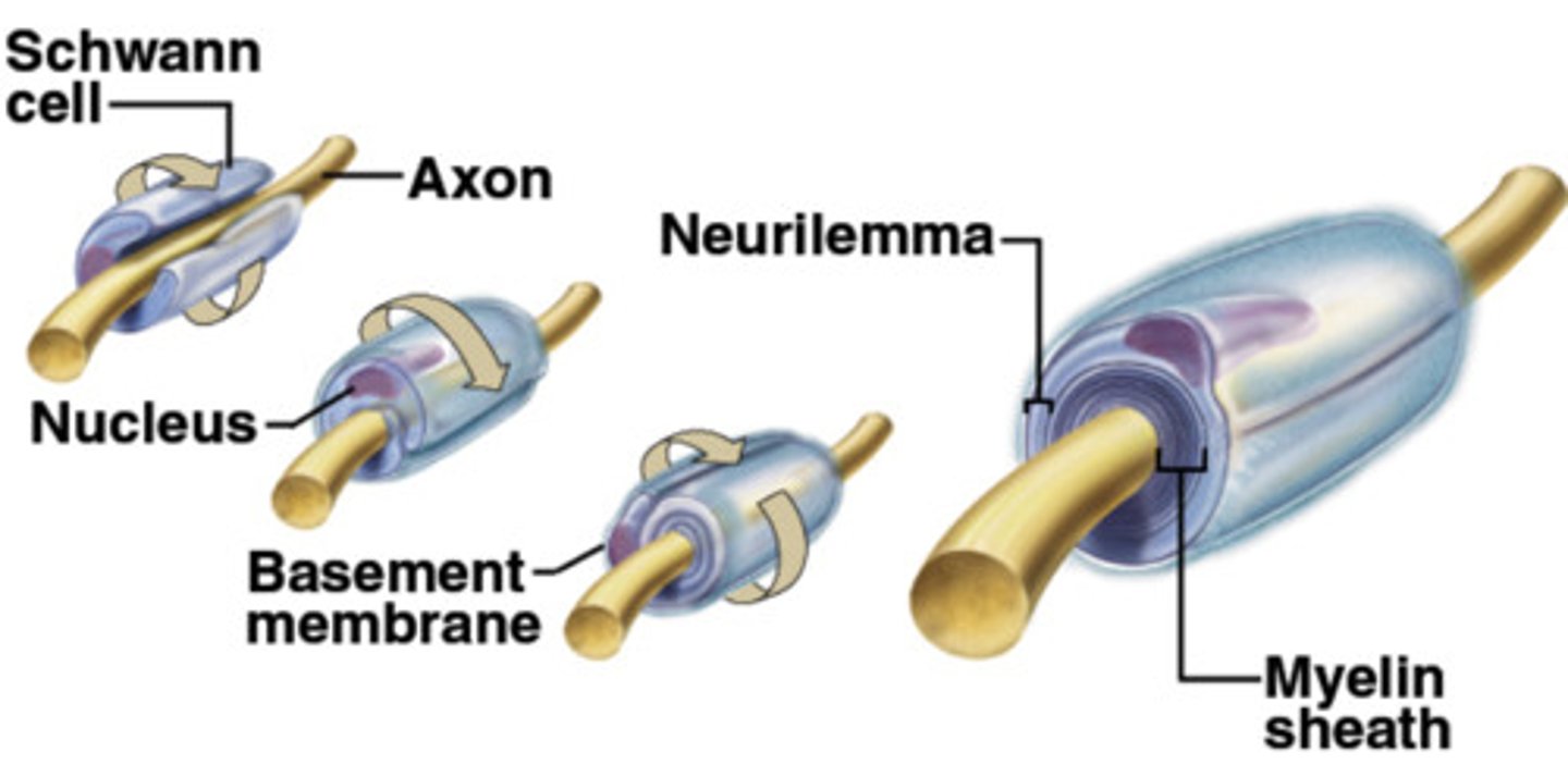 <p>Insulating, whitish/fatty cover that <strong>wraps </strong>tightly around, <strong>protects</strong>, and <strong>insulates </strong>nerve fibers (mostly in CNS)</p><p><span>Formed by Schwann cells in the peripheral nervous system, oligodendrocytes in the CNS, with gaps known as myelin sheath gaps (</span><em><span>nodes of Ranvier</span></em><span>) between cells</span></p>