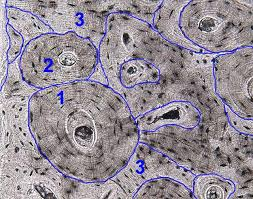 <p>Concentric rings of calcified matrix in an osteon.</p>
