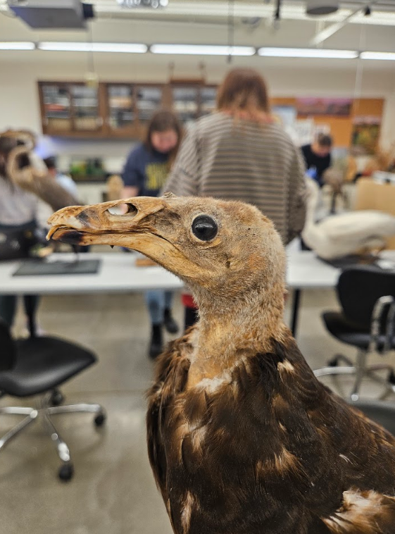 <p>nostrils without a medial septum</p>
