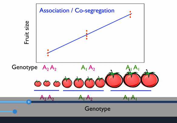 <p>statistically significant →</p><p>associating with the trait or not</p>