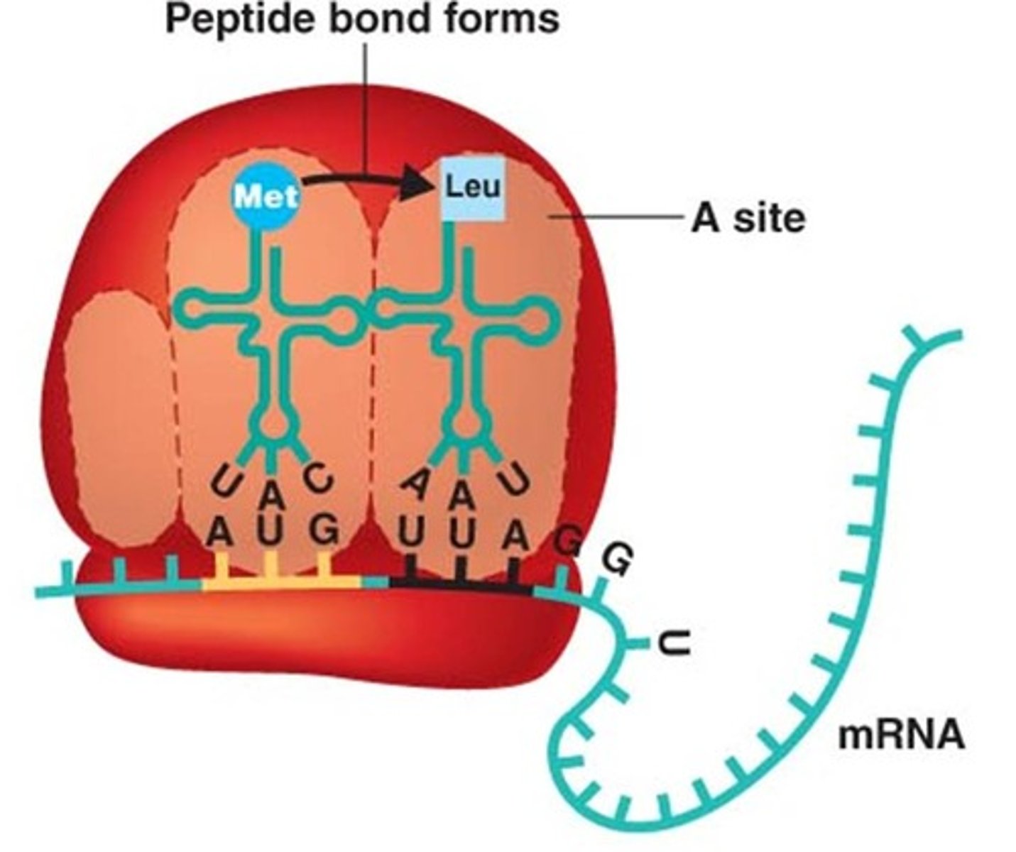 <p>building blocks of proteins</p>