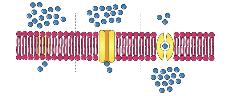 <p>moves down a concentration gradient but requires a protein carrier because the substance cannot cross the membrane easily.</p>