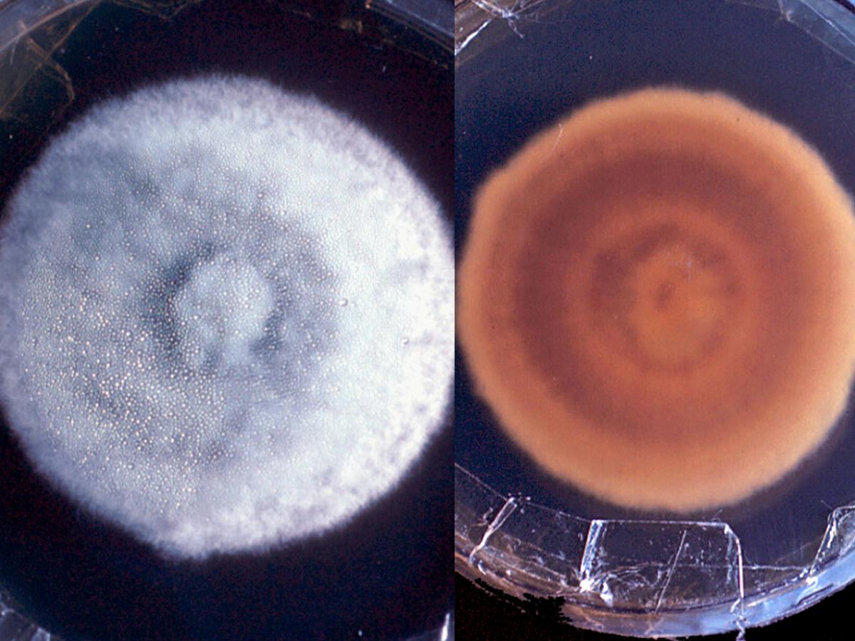 <p>Identify this fungi</p>