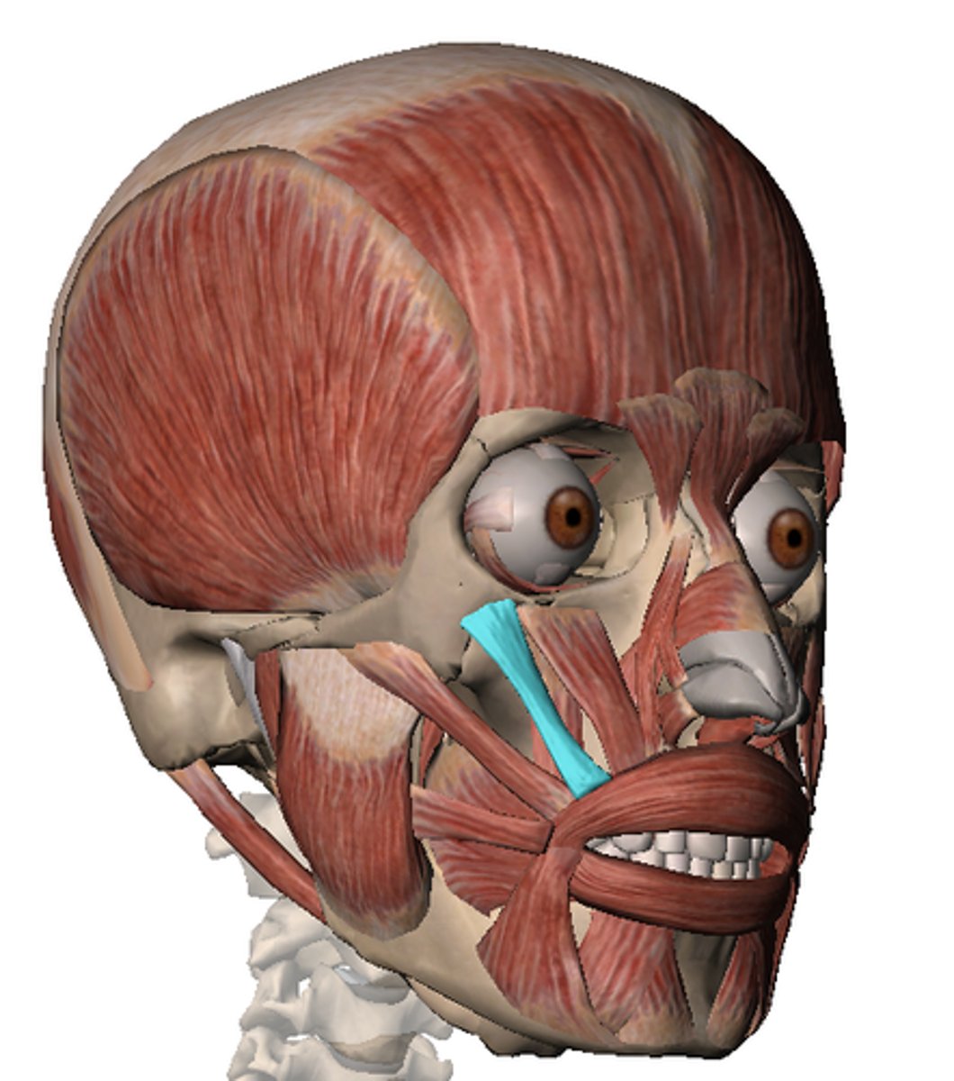 <p>Facial muscle; Draws upper lip superiorly and laterally (up and out); Origin = zygomatic bone; Insertion = Muscle of the upper lip</p>